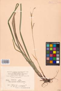 Carex pilosa Scop., Eastern Europe, West Ukrainian region (E13) (Ukraine)