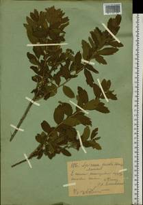 Spiraea media Schmidt, Siberia, Western (Kazakhstan) Altai Mountains (S2a) (Kazakhstan)
