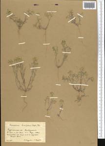 Meniocus linifolius (Stephan ex Willd.) DC., Middle Asia, Kopet Dag, Badkhyz, Small & Great Balkhan (M1) (Turkmenistan)