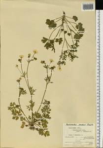 Ranunculus sardous Crantz, Eastern Europe, West Ukrainian region (E13) (Ukraine)