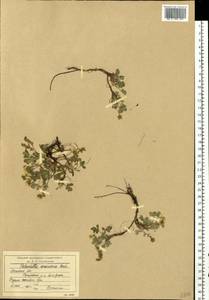 Potentilla cinerea subsp. incana (G. Gaertn., B. Mey. & Scherb.) Asch., Eastern Europe, Moscow region (E4a) (Russia)