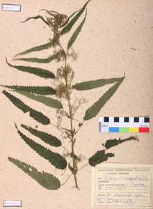 Urtica dioica var. holosericea Fr., Siberia, Central Siberia (S3) (Russia)