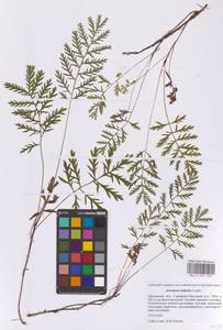 Artemisia latifolia Ledeb., Eastern Europe, Moscow region (E4a) (Russia)