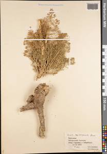Ferula kopetdagensis Korovin, Middle Asia, Kopet Dag, Badkhyz, Small & Great Balkhan (M1) (Turkmenistan)