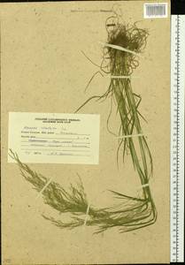 Agrostis clavata Trin., Siberia, Russian Far East (S6) (Russia)