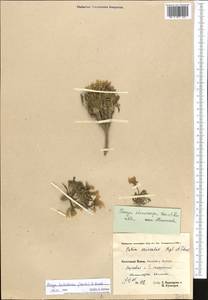 Parrya turkestanica (Korsh.) N. Busch, Middle Asia, Pamir & Pamiro-Alai (M2) (Tajikistan)