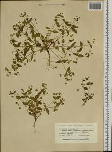 Swertia dichotoma L., Siberia, Altai & Sayany Mountains (S2) (Russia)