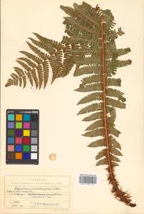 Dryopteris crassirhizoma Nakai, Siberia, Russian Far East (S6) (Russia)