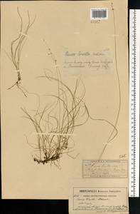 Carex disperma Dewey, Eastern Europe, Moscow region (E4a) (Russia)