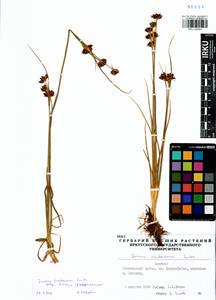 Juncus castaneus subsp. triceps (Rostk.) V. Novik., Siberia, Baikal & Transbaikal region (S4) (Russia)