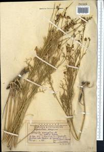 Astragalus macropterus DC., Middle Asia, Western Tian Shan & Karatau (M3) (Kazakhstan)