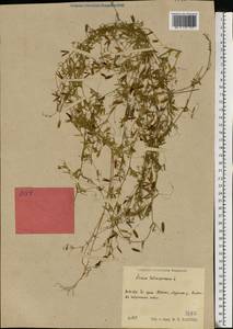 Vicia tetrasperma (L.)Schreb., Eastern Europe, Volga-Kama region (E7) (Russia)