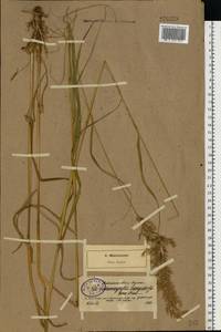 Calamagrostis purpurea (Trin.) Trin., Eastern Europe, North-Western region (E2) (Russia)
