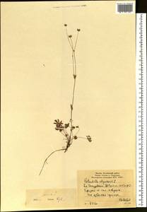 Potentilla stipularis L., Siberia, Yakutia (S5) (Russia)