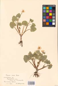 Ficaria verna Huds., Eastern Europe, Moscow region (E4a) (Russia)