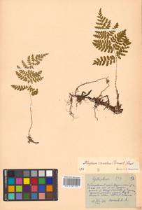 Diplazium sibiricum (Turcz. ex Kunze) Sa.Kurata, Siberia, Russian Far East (S6) (Russia)