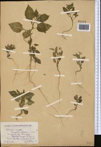 Solanum nigrum L., Middle Asia, Caspian Ustyurt & Northern Aralia (M8) (Kazakhstan)