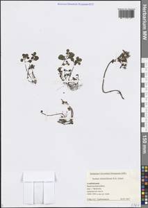 Phedimus stolonifer (S.G.Gmel.) 't Hart, Caucasus, Azerbaijan (K6) (Azerbaijan)