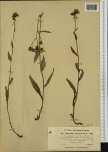 Hieracium asperulum Freyn, Western Europe (EUR) (Czech Republic)