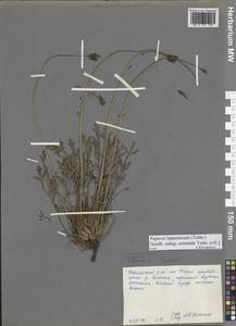 Oreomecon lapponica subsp. orientalis (Tolm.) Elvebakk & Bjerke, Siberia, Central Siberia (S3) (Russia)