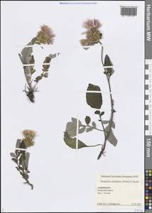 Psephellus dealbatus (Willd.) K.Koch, Caucasus, Azerbaijan (K6) (Azerbaijan)