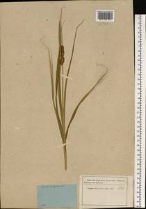 Carex vulpina L., Eastern Europe, Moscow region (E4a) (Russia)