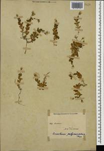 Cerastium polymorphum Rupr., Caucasus (no precise locality) (K0)