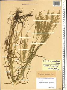 Trisetum flavescens (L.) P.Beauv., Caucasus, North Ossetia, Ingushetia & Chechnya (K1c) (Russia)