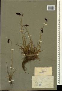 Luzula spicata (L.) DC., Caucasus, Georgia (K4) (Georgia)