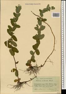 Teucrium scordium subsp. scordioides (Schreb.) Arcang., Caucasus, Black Sea Shore (from Novorossiysk to Adler) (K3) (Russia)