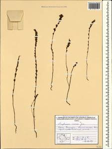 Euphrasia liburnica Wettst., Crimea (KRYM) (Russia)