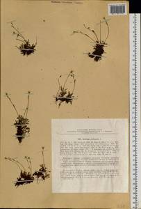 Saxifraga androsacea L., Siberia, Altai & Sayany Mountains (S2) (Russia)