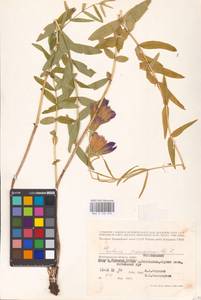 Gentiana pneumonanthe L., Eastern Europe, Lower Volga region (E9) (Russia)