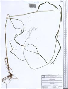 Glyceria lithuanica (Gorski) Gorski, Eastern Europe, Central forest region (E5) (Russia)