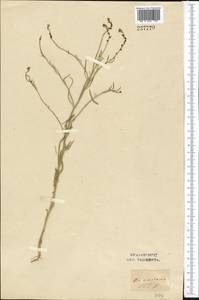 Litwinowia tenuissima (Pall.) Woronow ex Pavlov, Middle Asia, Syr-Darian deserts & Kyzylkum (M7) (Uzbekistan)