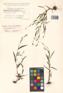Persicaria erectominor (Makino) Nakai, Siberia, Russian Far East (S6) (Russia)