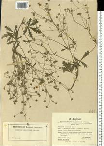 Potentilla cinerea subsp. cinerea, Eastern Europe, West Ukrainian region (E13) (Ukraine)