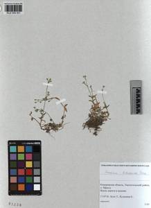 KUZ 004 551, Cerastium holosteoides Fries emend. Hyl., Siberia, Altai & Sayany Mountains (S2) (Russia)