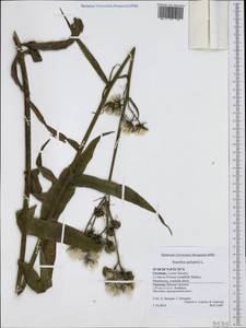 Sonchus palustris L., Western Europe (EUR) (Germany)