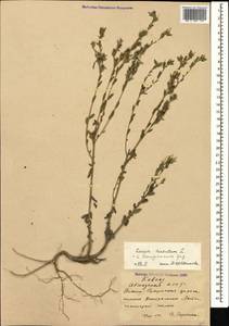 Linum hirsutum subsp. hirsutum, Caucasus, Abkhazia (K4a) (Abkhazia)