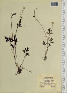 Ranunculus repens L., Siberia, Yakutia (S5) (Russia)