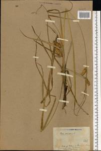 Carex vesicaria L., Eastern Europe, North Ukrainian region (E11) (Ukraine)