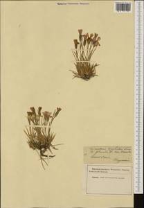 Dianthus pavonius Tausch, Western Europe (EUR) (France)