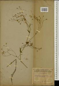 Crepis micrantha Czerep., Caucasus, Azerbaijan (K6) (Azerbaijan)