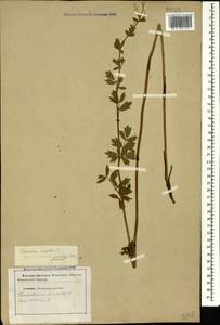 Thalictrum simplex L., Caucasus, Stavropol Krai, Karachay-Cherkessia & Kabardino-Balkaria (K1b) (Russia)