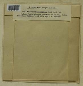 Hylocomiastrum pyrenaicum (Spruce) M. Fleisch. ex Broth., Bryophytes, Bryophytes - Karelia, Leningrad & Murmansk Oblasts (B4) (Russia)