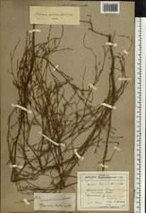 Polygonum patulum subsp. patulum, Eastern Europe, South Ukrainian region (E12) (Ukraine)