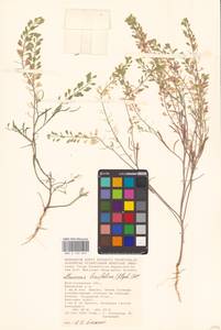 Meniocus linifolius (Stephan ex Willd.) DC., Eastern Europe, Lower Volga region (E9) (Russia)