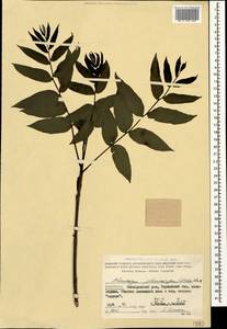 Pterocarya fraxinifolia (Poir.) Spach, Caucasus, Azerbaijan (K6) (Azerbaijan)
