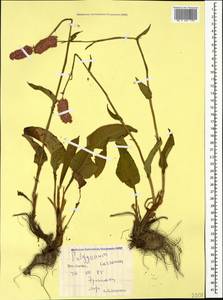 Bistorta carnea (K. Koch) Kom., Caucasus, South Ossetia (K4b) (South Ossetia)